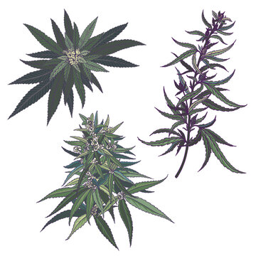 Cannabis flowers and leaves. Vector hand drawn outline illustrations of green plant
