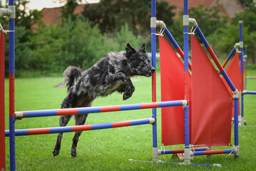 Dog is jumping over the hurdles.  Amazing day on czech agility privat training