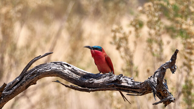 S&uuml;dlicher Karminspint - Carmine Bee-eater