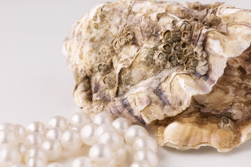 shell with pearls close-up in soft light colors