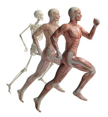 anatomy of a runner © adimas