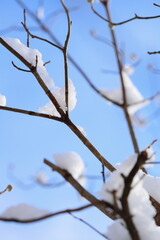 ハナミズキの枝の雪 