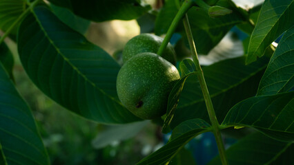 Green walnut on a hazel tree, unripe fruits on the branches