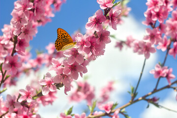 Blooming peach tree, pink flowers on twig in garden in a spring day with orange butterfly on blur...