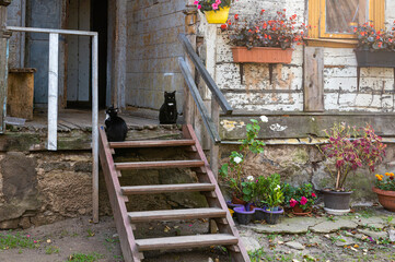 Fototapeta na wymiar Two cats sit on wooden steps at the entrance of an ancient building with an open wooden door.
