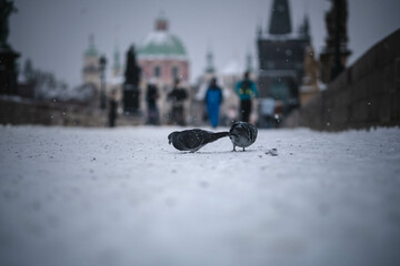 A domestic pigeon on white snow in winter. Urban bird on the ,Charles bridge in Prague Czechia