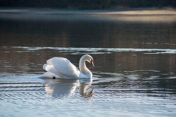 A white majestic swan floats in front of a wave of water. Young swan in the middle of the water. Drops on a wet head.