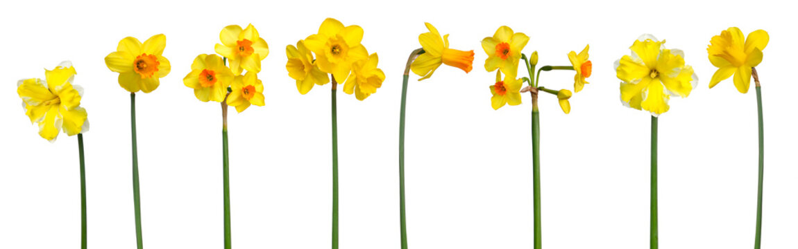 Diff&eacute;rentes vari&eacute;t&eacute;s de narcisses