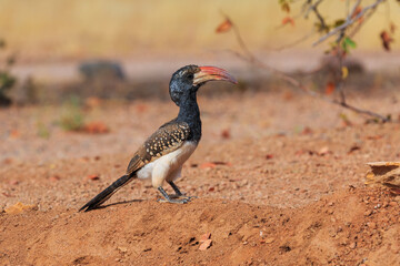 Damara red-billed hornbill, small species of African hornbills. Africa wildlife. Mowani, Damaraland, Namibia.
