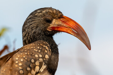 Damara red-billed hornbill, small species of African hornbills. Africa wildlife. Mowani, Damaraland, Namibia.