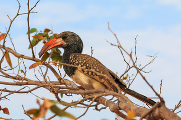 Damara red-billed hornbill, small species of African hornbills. Africa wildlife. Mowani, Damaraland, Namibia.