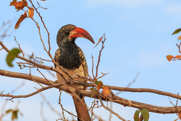 Damara red-billed hornbill, small species of African hornbills. Africa wildlife. Mowani, Damaraland, Namibia.