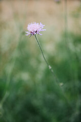 Flower in the Meadow