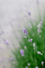 Close up of Lavender Flower
