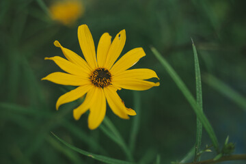 yellow flower