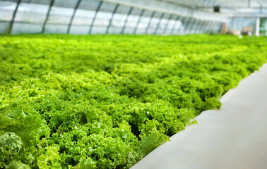 Industrial greenhouses with fresh lettuce close-up, rows of lettuce