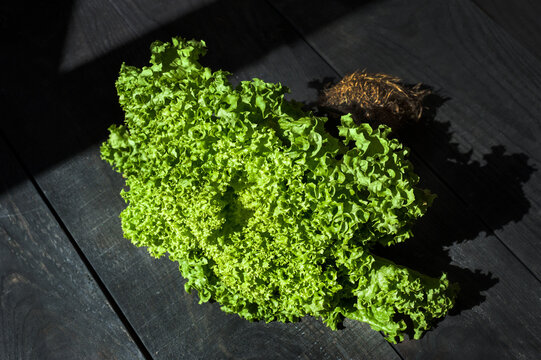 fresh bunch of lettuce leaves with roots on a dark table, svi