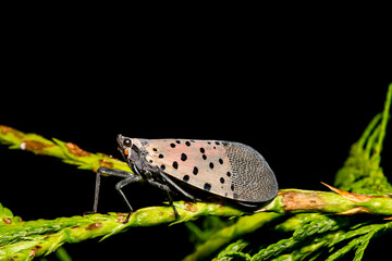 Spotted Lanternfly - Lycorma delicatula