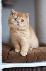 Britisch Kurzhaar Katzenkind in red smoke dominant Odd eyed