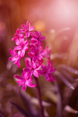 Kwiaty w sezonie wiosennym. Wiosna w ogrodzie. Różowe płatki hiacynta w wiosennym ogrodzie © anettastar