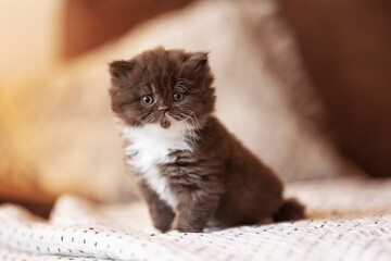 Britisch Kurzhaar BKH Katzenbaby Kitten niedlich