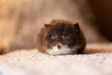 Britisch Kurzhaar BKH Katzenbaby Kitten niedlich