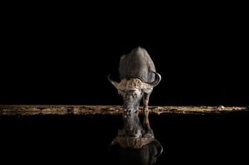 African Buffalo at a waterhole at night