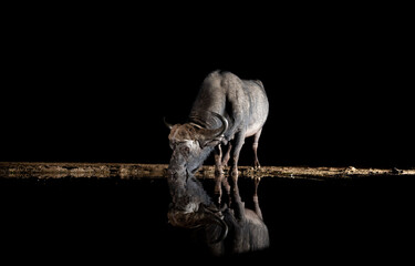 Fototapeta premium African Buffalo at a waterhole at night