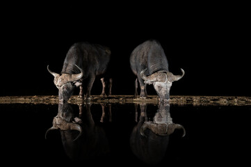 African Buffalo at a waterhole at night
