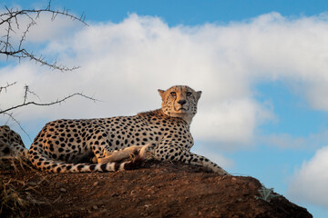Cheetah on a hillside in South Africa