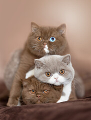 3 Katzen Kitten übereinander Stapeln Odd eyed