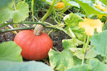 Obraz premium red-orange pumpkin hanging on a stem with large green leaves ,autumn harvest