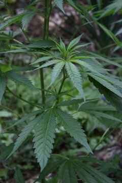 Plante de canabis
