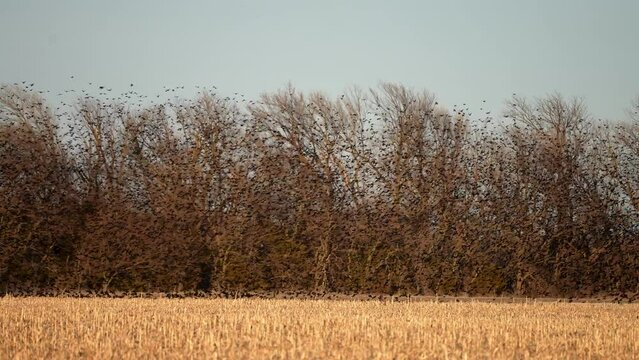 wide shot of a flock of red winged blackbirds rising from a stubble grain field murmuring with a tree row behind