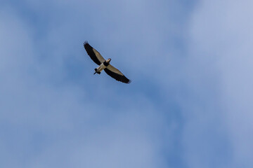 The flight Southern Lapwing also knows the Quero-Quero. Species Vanellus chilensis. National bird of Uruguay. Birdwatching. animal lover.