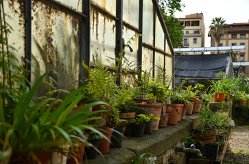 Ceramic vases next to a greenhouse in the Orto Botanico “Giardino dei Semplici” in Florence