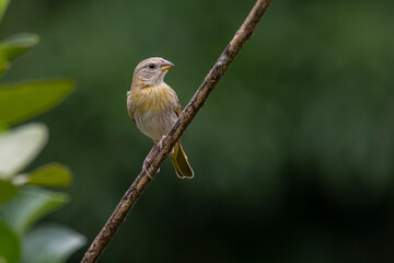 A female of Saffron Finch also known as Canario or Chirigue Azafranado is a yellow bird typical of Brazil. Species Sicalis flaveola. Birdwatcher.  Bird lover. Birding. Yellow bird.