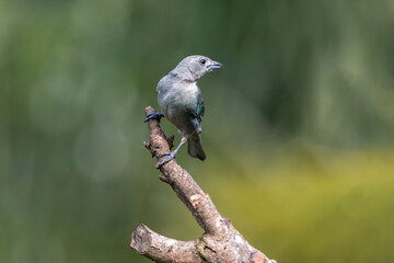 Grey bird. A Sayaca Tanager also know as sanhaço perched on the branch. Species Thraupis sayaca. Birdwatching. Birding. Bird lover.