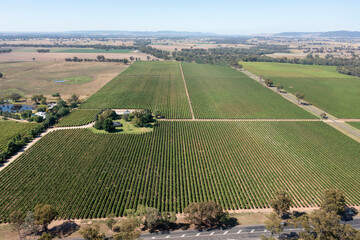 Vineyards near the New South Wales town of Cowra.