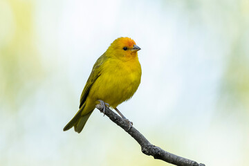 Fototapeta premium A male of Saffron Finch also known as Canario or Chirigue Azafranado is a yellow bird typical of Brazil. Species Sicalis flaveola. Birdwatcher. Bird lover. Birding. Yellow bird.