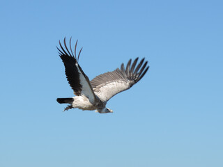 vulture