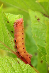 Hummingbird clearwing sphinx moth Hemaris thysbe caterpillar