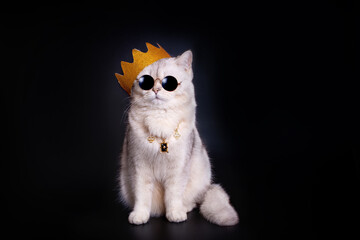 a white king cat wearing a golden crown sits on an isolated black background.