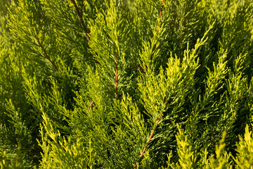 thick green cypress evergreen.desktop.wallpaper. High quality photo