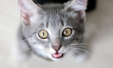 kitty kitty beautiful kitty cute barsik