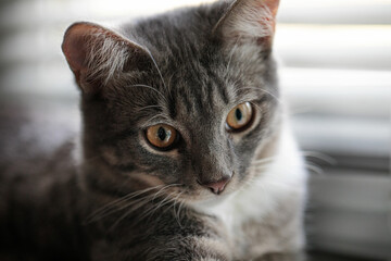 kitty kitty beautiful kitty cute barsik