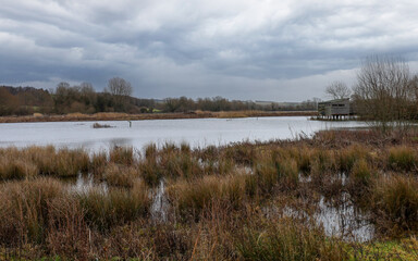 A grey day at a lake in the woods