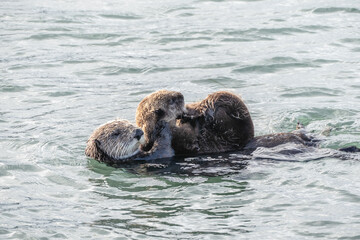 Fototapeta premium Sea otter floating with her pup