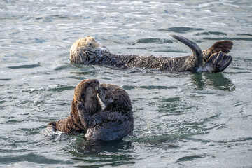 Fototapeta premium Mother sea otter kisses her young pup