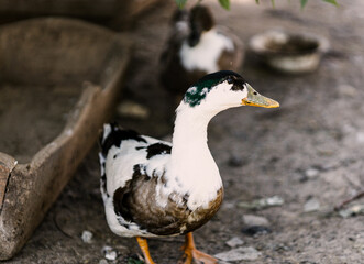 domestic ducks drake village poultry